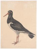 KT 2009 028-150
<br/>
Scholekster
<br/>
<em>Trigt, Stephanus Hendrik Willem van (1790-1840)</em>